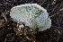  (Hygrophorus caeruleus - HAY-F-004673)  @11 [ ] by-nc (2023) Taye Bright Fungal Diversity Survey