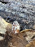  ( - HAY-F-001358)  @11 [ ] by-nc (2023) Aaron Tupac Fungal Diversity Survey