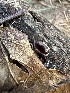  ( - HAY-F-001358)  @11 [ ] by-nc (2023) Aaron Tupac Fungal Diversity Survey