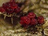  ( - HAY-F-005185)  @11 [ ] c (2023) Rudy Diaz Fungal Diversity Survey