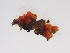  ( - HAY-F-005185)  @11 [ ] c (2023) Rudy Diaz Fungal Diversity Survey