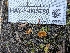  ( - HAY-F-005780)  @11 [ ] by-nc (2023) Stu Pickell Fungal Diversity Survey