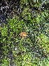  ( - HAY-F-005780)  @11 [ ] by-nc (2023) Stu Pickell Fungal Diversity Survey