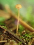  ( - HAY-F-005979)  @11 [ ] by-nc (2023) Dean Lyons Fungal Diversity Survey