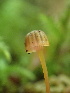  ( - HAY-F-005979)  @11 [ ] by-nc (2023) Dean Lyons Fungal Diversity Survey