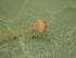  ( - HAY-F-005979)  @11 [ ] by-nc (2023) Dean Lyons Fungal Diversity Survey