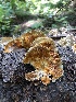  ( - HAY-F-006124)  @11 [ ] by-nc (2023) Dean Lyons Fungal Diversity Survey