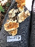  ( - HAY-F-006124)  @11 [ ] by-nc (2023) Dean Lyons Fungal Diversity Survey