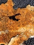  ( - HAY-F-006124)  @11 [ ] by-nc (2023) Dean Lyons Fungal Diversity Survey