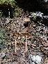  ( - HAY-F-006120)  @11 [ ] by-nc (2023) Dean Lyons Fungal Diversity Survey