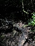  ( - HAY-F-006120)  @11 [ ] by-nc (2023) Dean Lyons Fungal Diversity Survey