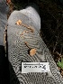  ( - HAY-F-006120)  @11 [ ] by-nc (2023) Dean Lyons Fungal Diversity Survey