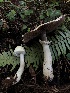  ( - HAY-F-006121)  @11 [ ] by-nc (2023) Dean Lyons Fungal Diversity Survey