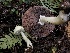  ( - HAY-F-006121)  @11 [ ] by-nc (2023) Dean Lyons Fungal Diversity Survey