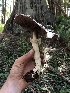  ( - HAY-F-006121)  @11 [ ] by-nc (2023) Dean Lyons Fungal Diversity Survey