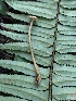  ( - HAY-F-006122)  @11 [ ] by-nc (2023) Dean Lyons Fungal Diversity Survey