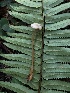  ( - HAY-F-006122)  @11 [ ] by-nc (2023) Dean Lyons Fungal Diversity Survey
