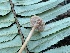  ( - HAY-F-006122)  @11 [ ] by-nc (2023) Dean Lyons Fungal Diversity Survey