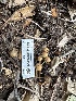  ( - HAY-F-001309)  @11 [ ] by-nc (2023) Aaron Tupac Fungal Diversity Survey