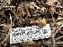  ( - HAY-F-001309)  @11 [ ] by-nc (2023) Aaron Tupac Fungal Diversity Survey