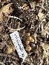  ( - HAY-F-001309)  @11 [ ] by-nc (2023) Aaron Tupac Fungal Diversity Survey