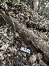  ( - HAY-F-001306)  @11 [ ] by-nc (2023) Aaron Tupac Fungal Diversity Survey