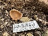  ( - HAY-F-001306)  @11 [ ] by-nc (2023) Aaron Tupac Fungal Diversity Survey