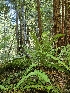  ( - HAY-F-003243)  @11 [ ] by (2023) Mandy Hackney Fungal Diversity Survey