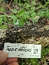  ( - HAY-F-003243)  @11 [ ] by (2023) Mandy Hackney Fungal Diversity Survey