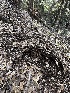  ( - HAY-F-001213)  @11 [ ] by-nc (2023) Aaron Tupac Fungal Diversity Survey
