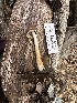  ( - HAY-F-001213)  @11 [ ] by-nc (2023) Aaron Tupac Fungal Diversity Survey