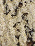 ( - HAY-F-005576)  @11 [ ] c (2023) Rudy Diaz Fungal Diversity Survey