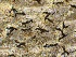  (Neofusicoccum - HAY-F-005576)  @11 [ ] c (2023) Rudy Diaz Fungal Diversity Survey