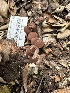  ( - HAY-F-001225)  @11 [ ] by-nc (2023) Aaron Tupac Fungal Diversity Survey