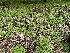  ( - HAY-F-001225)  @11 [ ] by-nc (2023) Aaron Tupac Fungal Diversity Survey