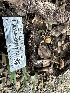  ( - HAY-F-001192)  @11 [ ] by-nc (2023) Aaron Tupac Fungal Diversity Survey