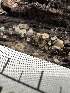  ( - HAY-F-001220)  @11 [ ] by-nc (2023) Aaron Tupac Fungal Diversity Survey