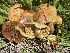  ( - HAY-F-005441)  @11 [ ] by-nc (2023) Damon Tighe Fungal Diversity Survey