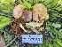  ( - HAY-F-005441)  @11 [ ] by-nc (2023) Damon Tighe Fungal Diversity Survey