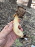  ( - HAY-F-005450)  @11 [ ] by-nc (2023) Damon Tighe Fungal Diversity Survey