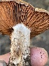  ( - HAY-F-005451)  @11 [ ] by-nc (2023) Damon Tighe Fungal Diversity Survey