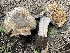  ( - HAY-F-005458)  @11 [ ] by-nc (2023) Damon Tighe Fungal Diversity Survey