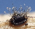  (Botrytis - HAY-F-005459)  @11 [ ] by-nc (2023) Damon Tighe Fungal Diversity Survey