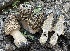  (Morchella brunnea - HAY-F-005401)  @11 [ ] by-nc (2023) Damon Tighe Fungal Diversity Survey