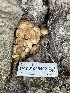  ( - HAY-F-005402)  @11 [ ] by-nc (2023) Damon Tighe Fungal Diversity Survey