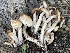  ( - HAY-F-005402)  @11 [ ] by-nc (2023) Damon Tighe Fungal Diversity Survey