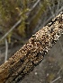  (Hyphodermella rosae - HAY-F-005592)  @11 [ ] c (2023) Rudy Diaz Fungal Diversity Survey