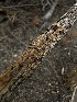  ( - HAY-F-005592)  @11 [ ] c (2023) Rudy Diaz Fungal Diversity Survey