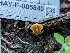  ( - HAY-F-005840)  @11 [ ] by-nc (2023) Stu Pickell Fungal Diversity Survey