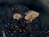  ( - HAY-F-005840)  @11 [ ] by-nc (2023) Stu Pickell Fungal Diversity Survey
